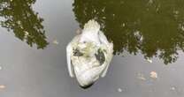 Bird flu fears after 25 swans mysteriously found floating dead in London canal