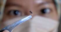 Dengue fever hits record 12.7m cases with 4billion feared at risk in world's largest outbreak