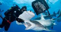 Fearless diver pictured up close and personal hand-feeding 'shy' hammerhead sharks