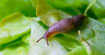 Stop slugs from eating your plants by using simple store cupboard ingredient