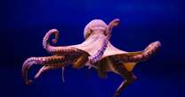 opinion'Octopus is closest we'll come to meeting intelligent alien - but demand for meat threatens them'