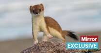 World's loneliest stoat discovered living alone on uninhabited island