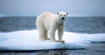 Polar bears exposed to diseases as climate crisis further warms Arctic, warns new study