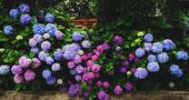 Add one natural item to your soil now and your hydrangeas will have stunning blooms next spring