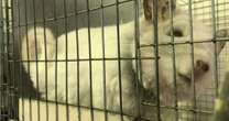 Romania fur farms shut down after appalling scenes of animal cruelty discoveredAnimal cruelty