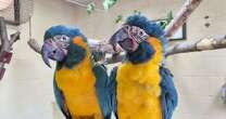 Critically-endangered fugitive parrots found 60 miles away after escaping London Zoo