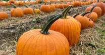 More than 24million pumpkins thrown away every autumn as only 37% of Brits eat themPumpkin carving