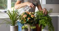 Three houseplant mistakes everyone makes - and they could be killing them