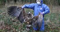 Birds of prey being illegally shot, poisoned and trapped across UK, charity warns