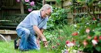 opinionWhy gardening may stop cognitive decline in people with green fingers in old age