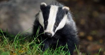 Police investigating after three badgers shot and dumped near public footpath