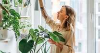 Urgent job you must do now to keep your houseplants healthy now the heating is turned on