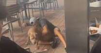 Moment pit bull savages puppy at restaurant sparking chaos as diners try to free dog