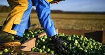 Vital job gardeners need to do in November to ensure they have delicious crop in time for Christmas