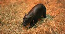 Zoo unveils British Moo Deng and shares baby pygmy hippo's adorable name