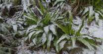 I'm a gardening expert - cheap hack protects plants all winter but don't make this mistake