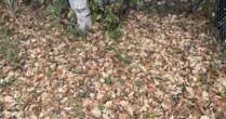 Only those with 'expert' eyesight can spot tennis ball hiding in sea of leaves