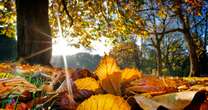 Gardeners must complete one task with fallen leaves this month to reap benefits