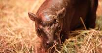 Moo Deng to get run for her money as UK zoo announces birth of pygmy hippo Haggis