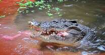 World's oldest crocodile Cassius – famous for Australian boat rampage – dies aged 120