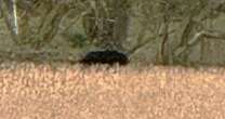 'Big cat' measuring 'six-foot-long' seen in UK countryside sparks fears panther on loose