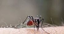 Virus warning as new strain of 'bluetongue' sweeps Europe with fears it could reach UKAnimals