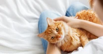Cat owners face fines of £500 under new microchipping laws to stamp out thefts
