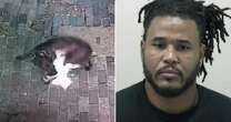 Horror moment 'terrorist' dog mauls cats - as owner 'stands by and does nothing'