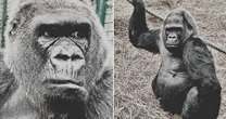 Heartbreak as much-loved gorilla Tebe dies at Howletts Wild Animal Park after 45 years