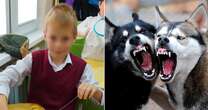 Boy, nine, has 'face torn off' by two huskies in vicious dog attack while helping dad