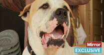 Bully Kuttas: New breed of dangerous dogs 'as bad as XL Bullys' floods UK