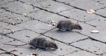 Horror as major UK city invaded by monster rats 'the size of CATS' leaping out of bins