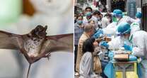 'New Covid' discovered in bats has a much higher mortality rate, Wuhan scientists warn