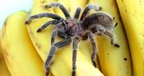 Huge tarantula found hiding in box of Waitrose bananas - and now it's on the loose