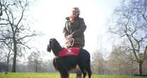 Record-breaking blood donor dog has helped save lives of nearly 200 animals