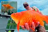 'Megalodon' goldfish turns into sea monster as experts issue dire warning