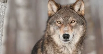 3 wolves found dead in Oregon national park - agency offers nearly £40k reward for info