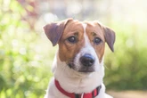 Man’s best friend replaced by the cat as Brits' favourite pet thanks to celeb obsession