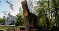 Toby Carvery boss apologises for cutting down 500-year-old Enfield oak tree