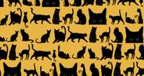 Only those with sharp eyes can spot bat hiding among cats in spooky brainteaser