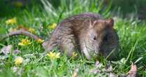 Tell-tale sign of a rat invasion in your home is easy to spot in your gardenRats