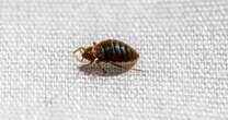 'I'm a pharmacist - here's what to do if you're bitten by bed bugs'Bed bugs