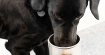 Amazing dog that can sniff out disease - and not where you might think