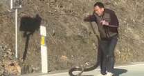 Moment fearless driver fights with deadly cobra in terrifying roadside brawl