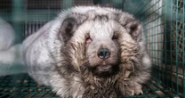 Horrifying truth of fur industry revealed in new footage from farms full of animals suffering