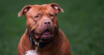 XL Bully owners warned as government's rule updates implemented today