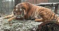 Zookeeper savaged to death by tiger after making fatal mistake