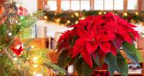 Poinsettia 'rule of thumb' that guarantees festive favourite will last longer