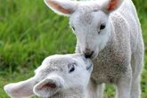 A flock of sheep have won a 'beauty contest' after being given spray tans