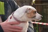 Pet dog hailed a hero after couple's home goes up in flames causing £970k damage